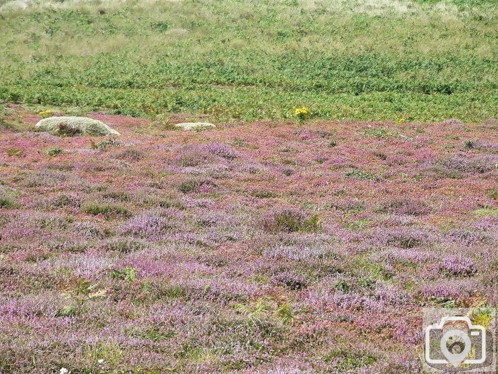 Tresco Bays - 17