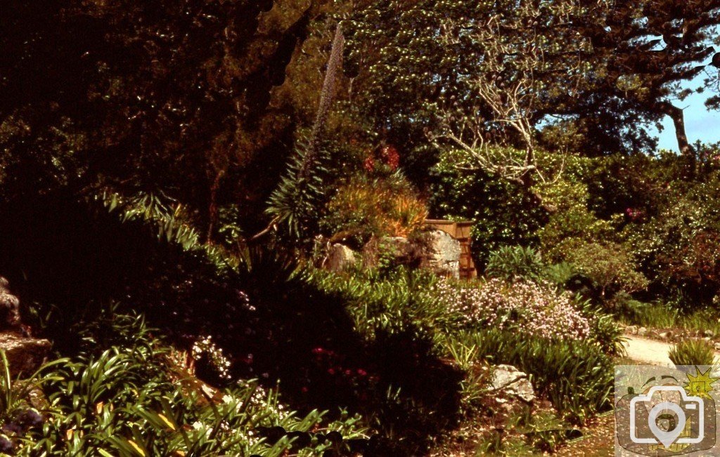 Tresco Gardens, Scilly