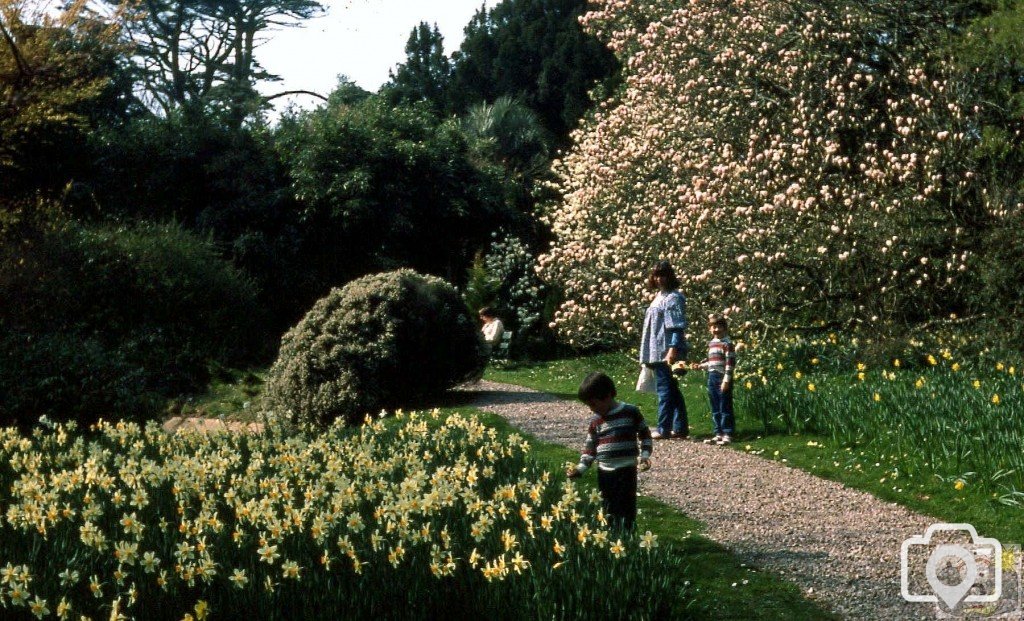 Trewidden Gardens - May, 1984