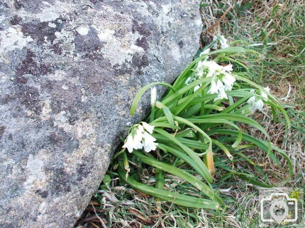 Triangular-stemmed garlic