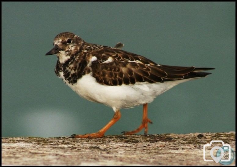 Turnstone