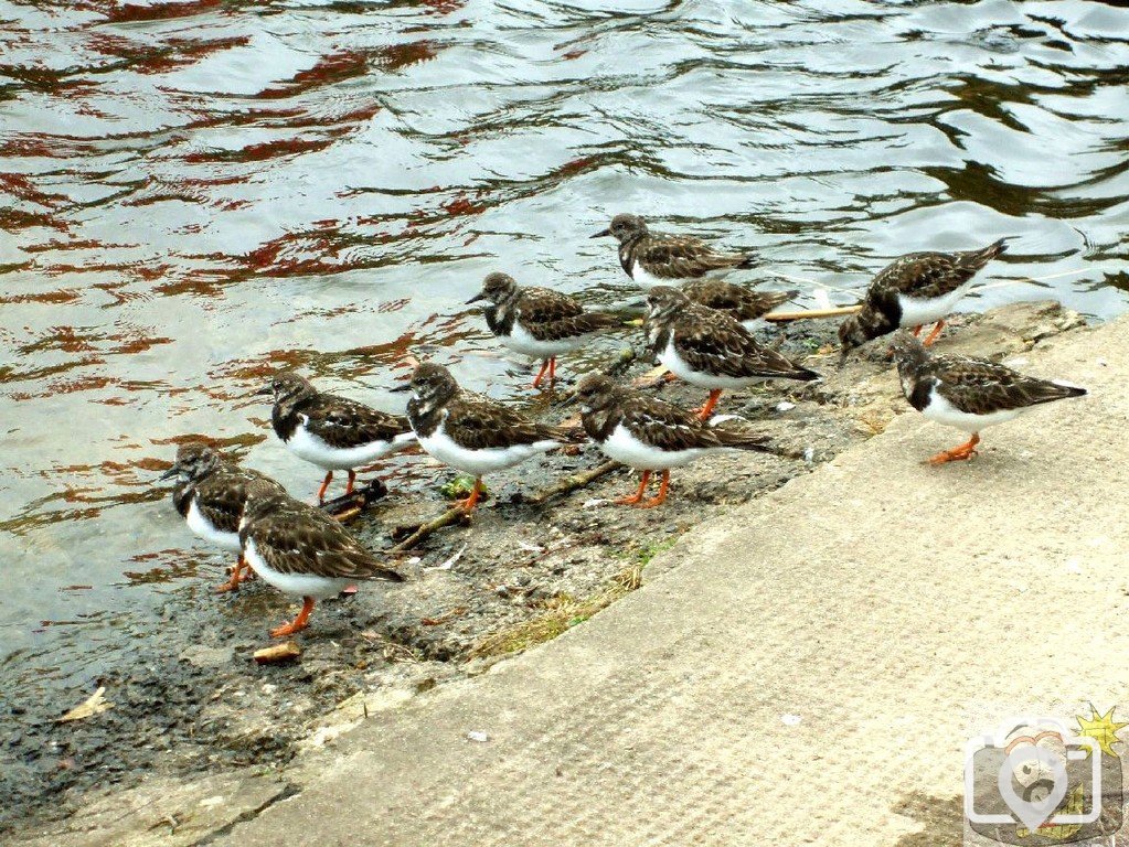 Turnstones congregate at the Boating Pool_ 17Mar10
