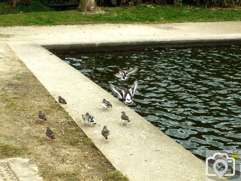 Turnstones congregate at the Boating Pool_ 17Mar10