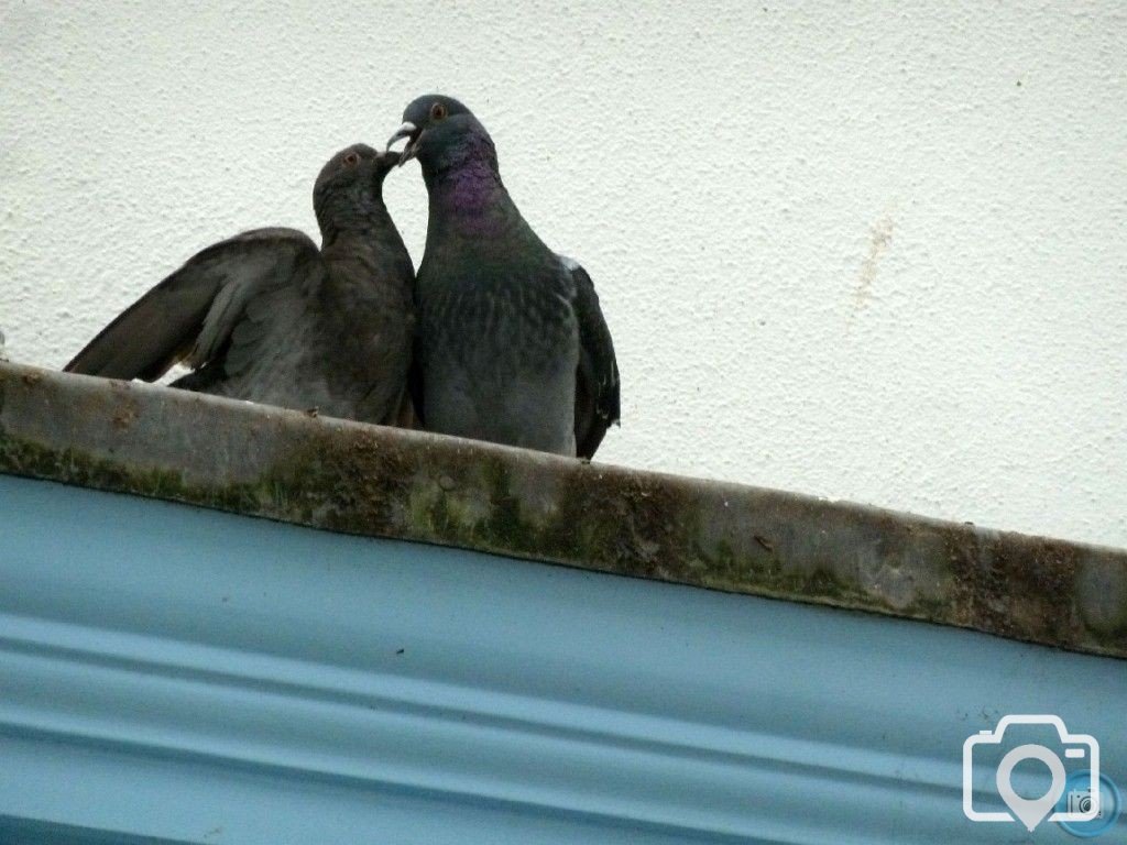 Two amorous pigeons in Falmouth - 10th March, 2012
