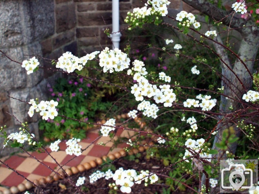 Unidentified shrub