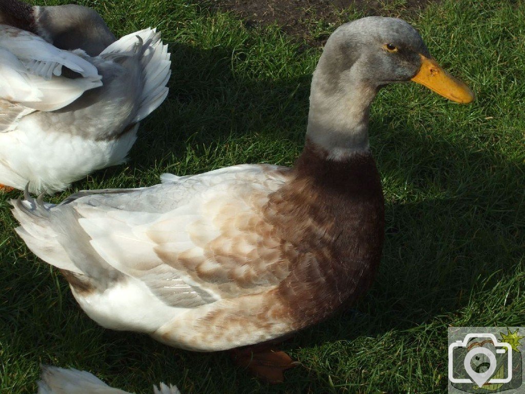 Unusual duck at Glebe Farm, Land's End