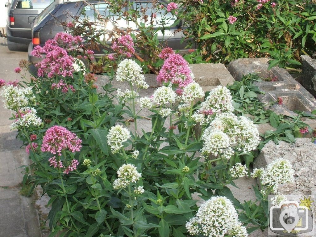Valerian
