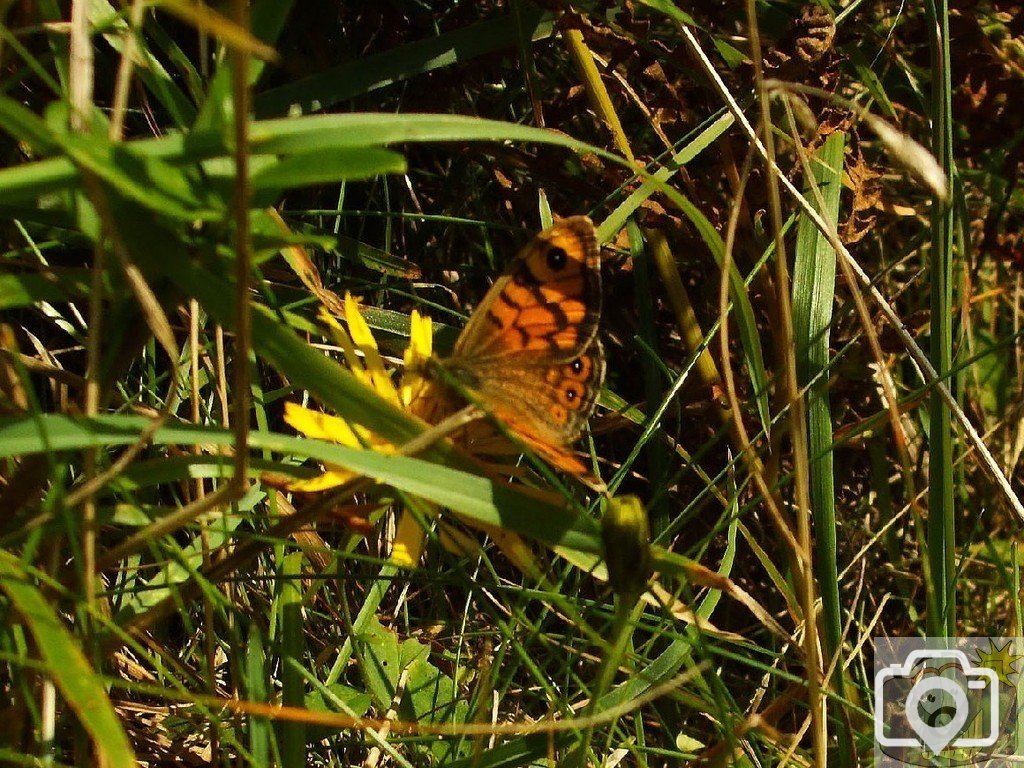 Wall brown butterfly