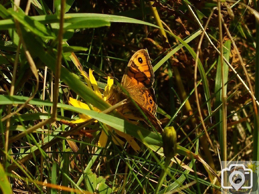 Wall brown butterfly