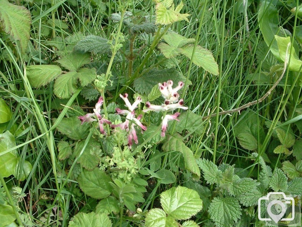 Wall Fumitory (fumaria muralis)