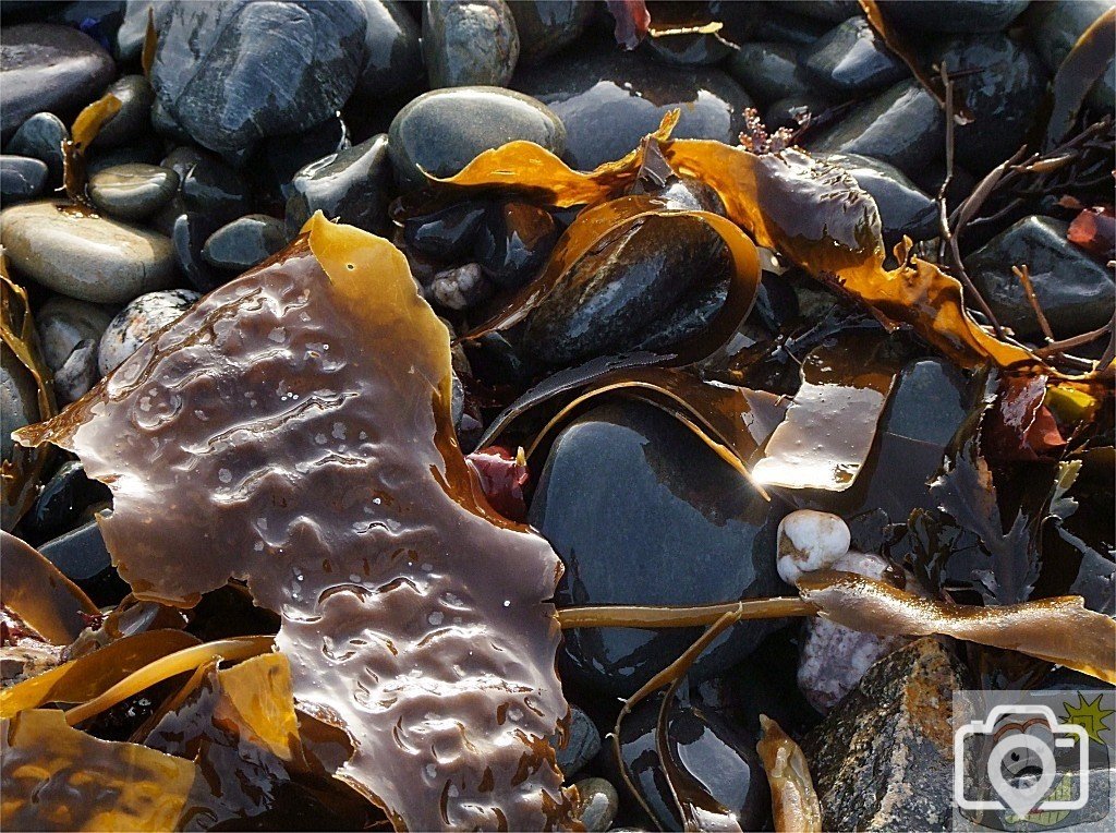 What was that about wet seaweed?