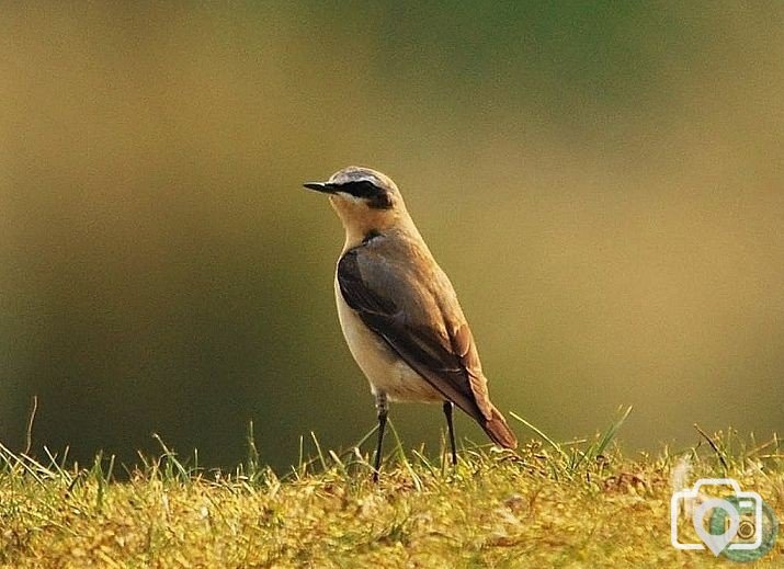 Wheatear