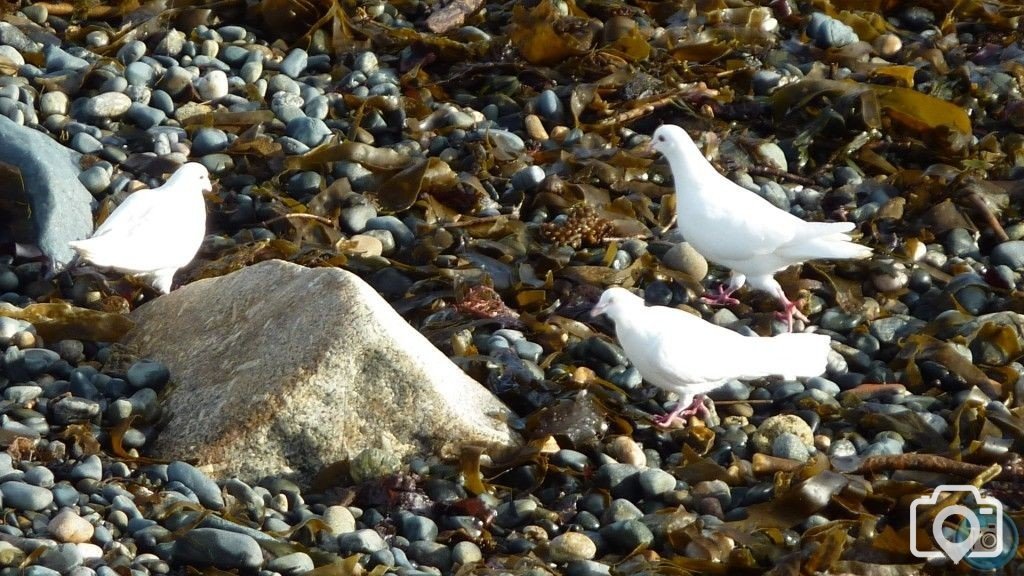 White Birds