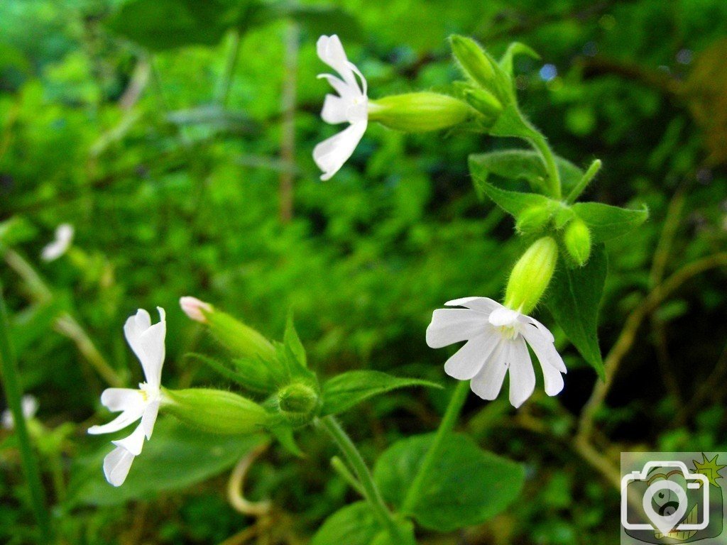 White campion