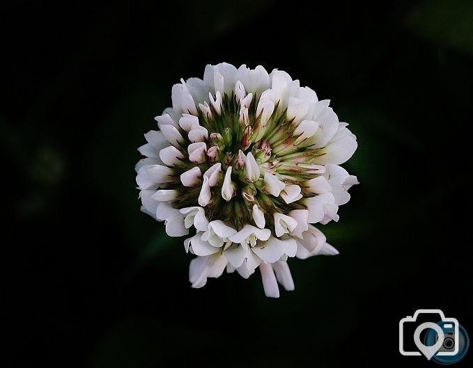 White Clover