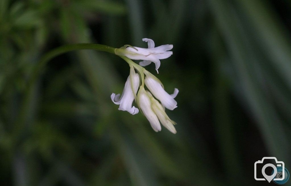 White form of Bluebell