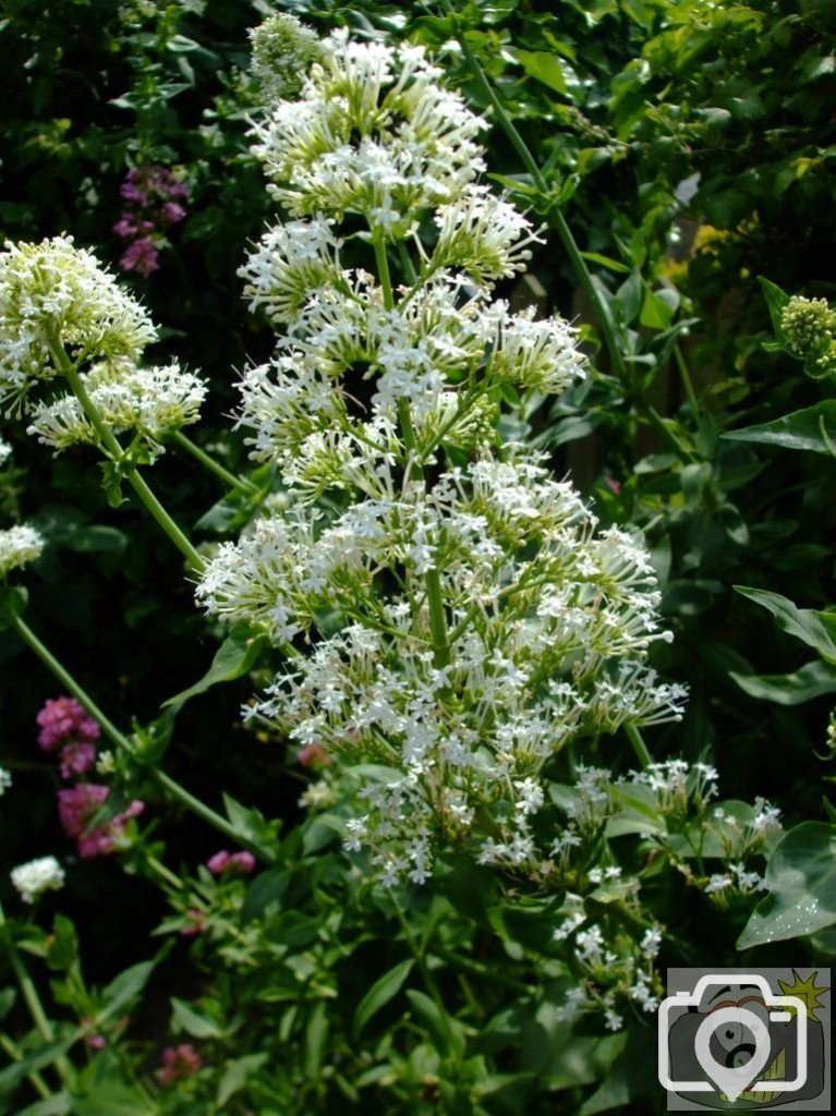 White valerian - St John's Church area - 6th June, 2009