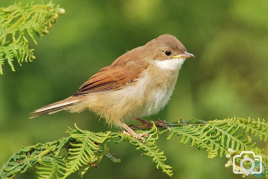 Whitethroat