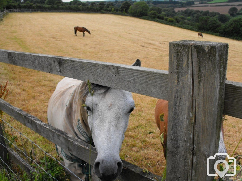 Why the long face?