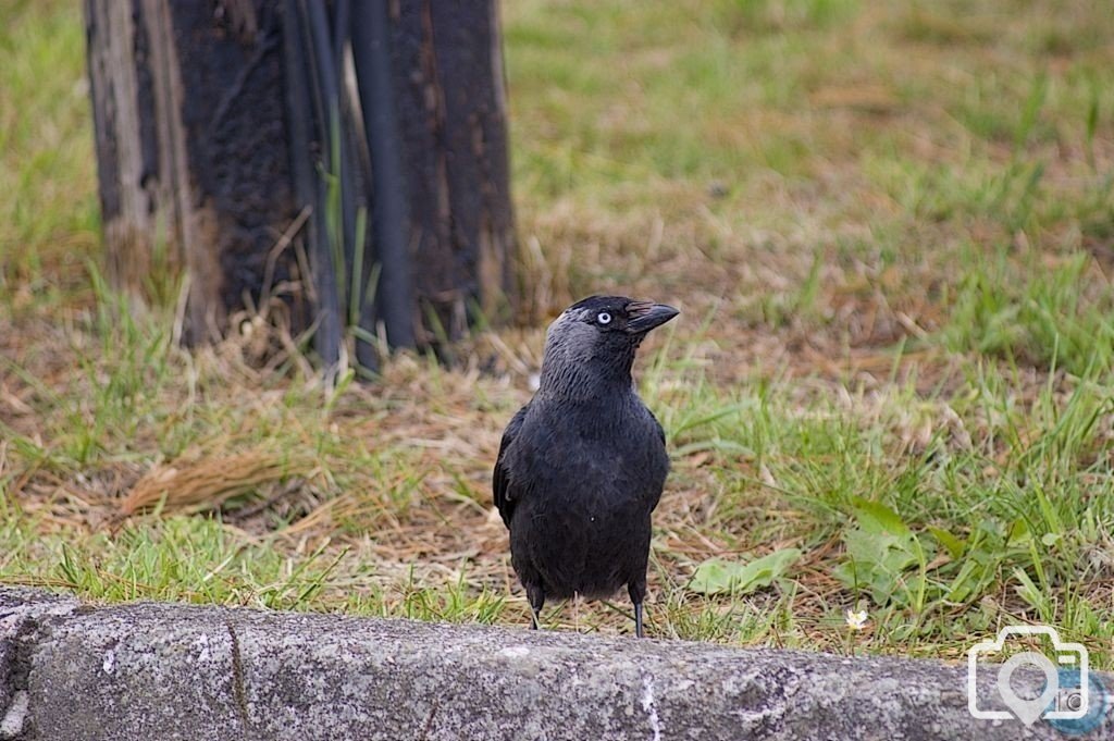 Wildlife Paul