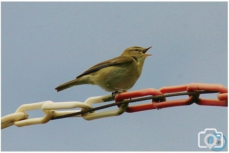 Willow Warbler