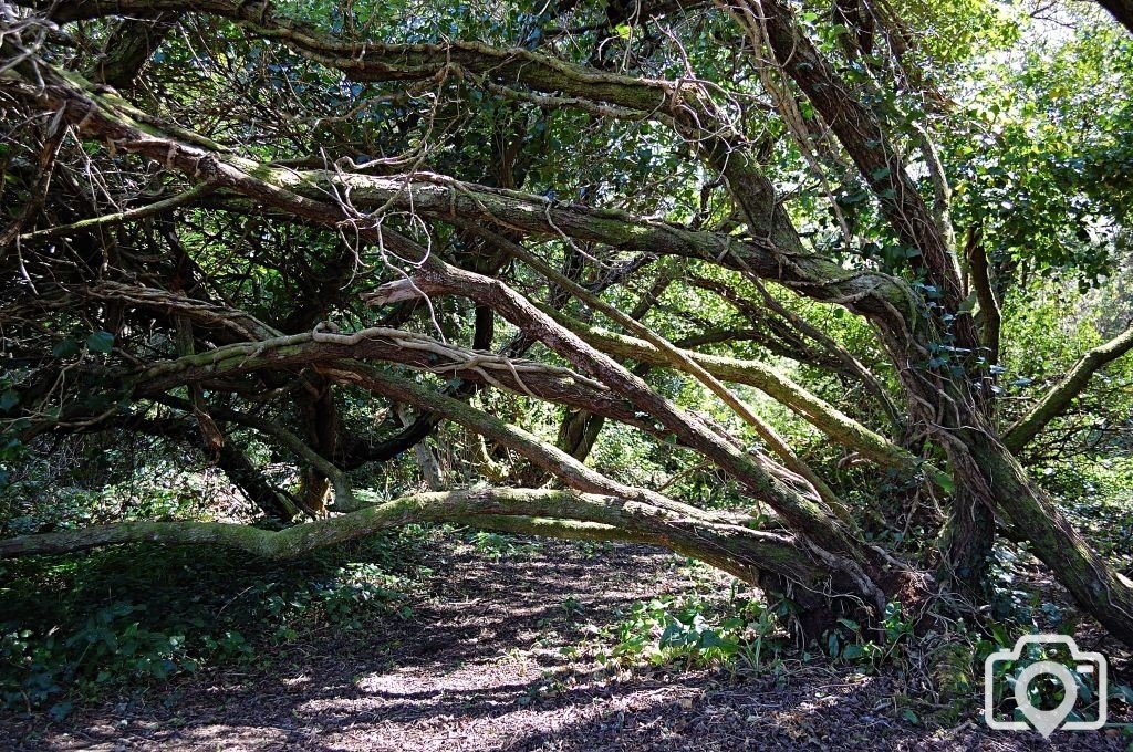 Wind swept tree St Erth River