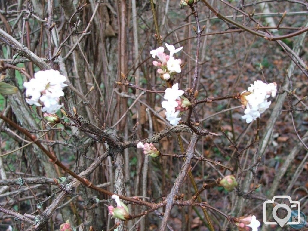 Winter Flower