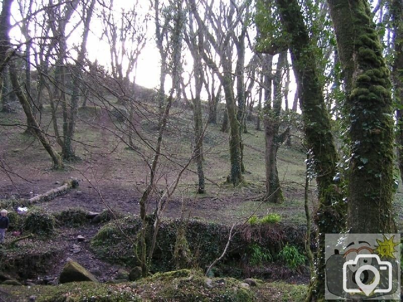 Woods