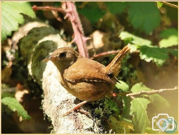 Wren