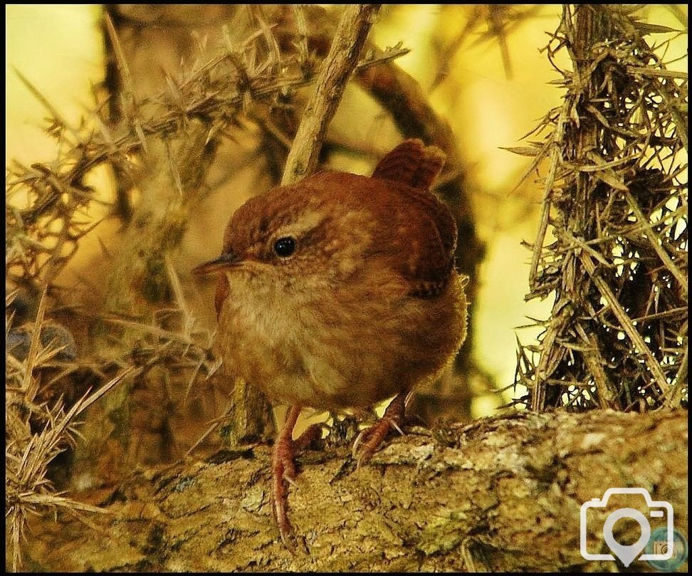 Wren