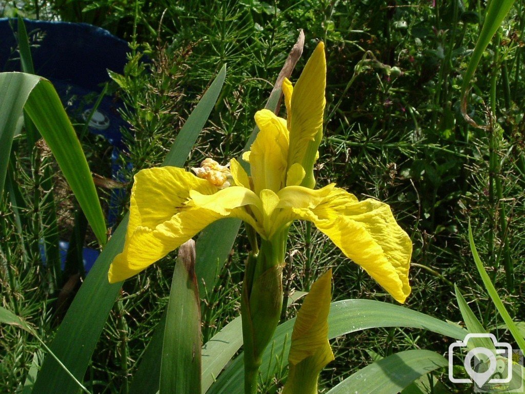 Yellow iris or 'flag'  (iris pseudacorus) - 6/6/06