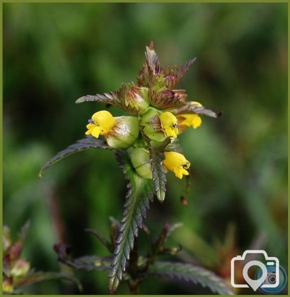 Yellow Rattle