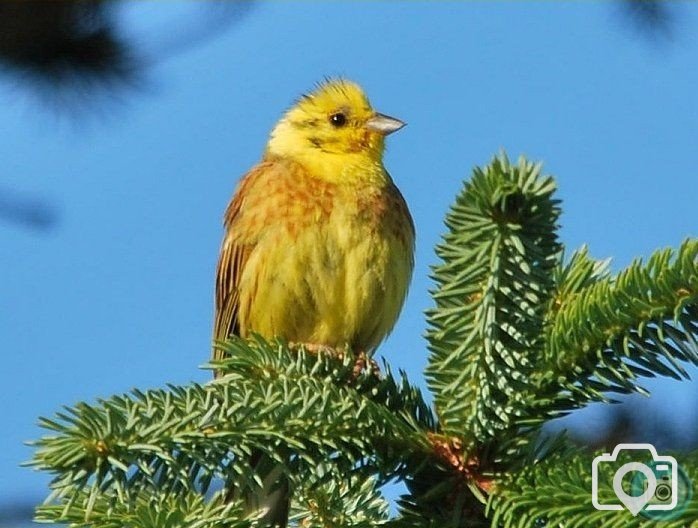 Yellowhammer