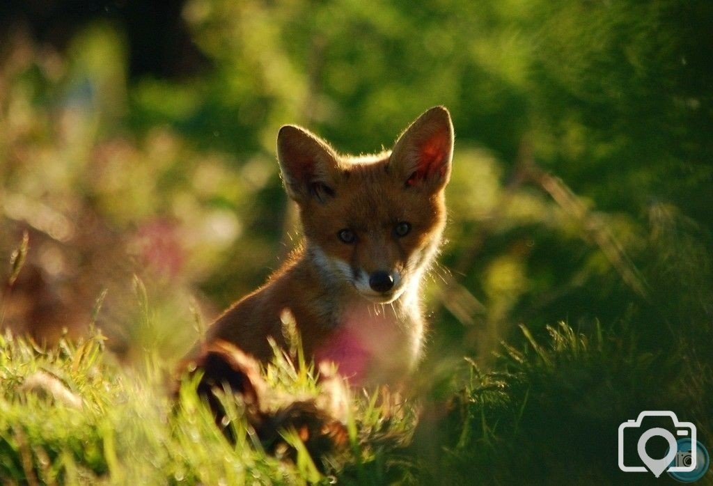 Young Fox