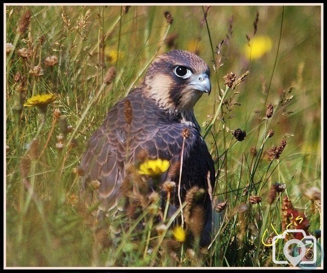 Young Peregrine Falcon