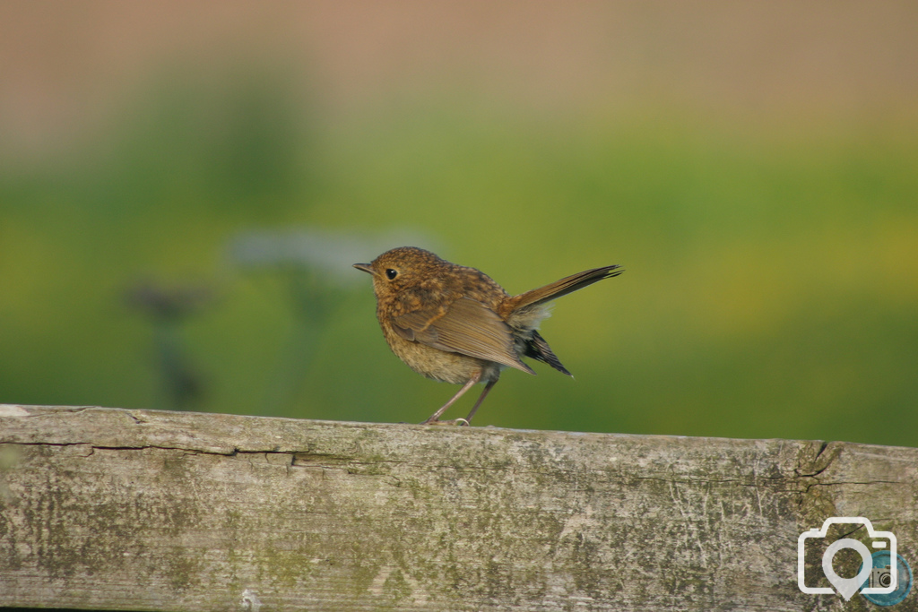 Young Robin