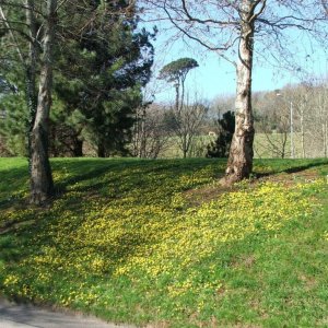 Yellow on green