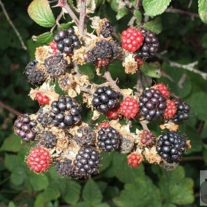 Blackberries on the approach to Hayle