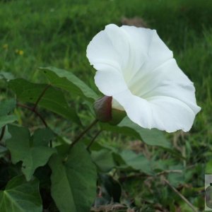 Bindweed, the 'castle' at Hayle: Sept., 2007