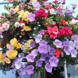 A pretty flower basket outside the pub, Hayle, Sept., 2007
