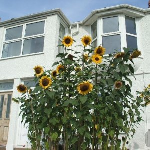 Sunflowers in a garden on the road adjacent to Hayle Harbour