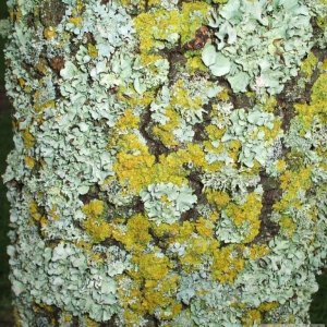 Lichen on a grave in the St Mary's Churchyard - Feb., 2007