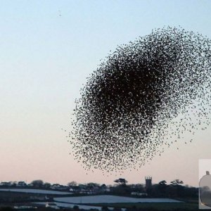 Starlings gathering to roost at Marazion Marsh - 2005