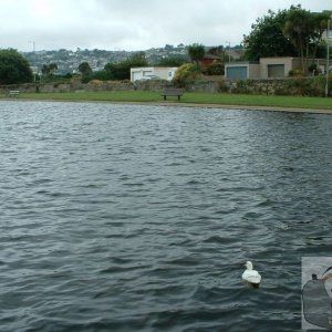 Ducky in boating lake - 3