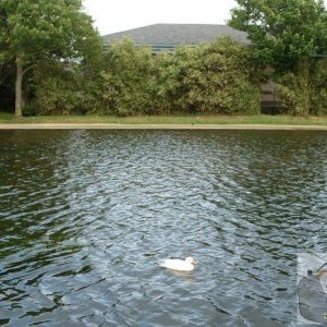 Ducky at Penzance Boating Pool, 2005