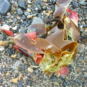 A colourful, algal clump! Seaweed - 19Feb10