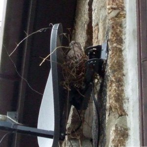 Pigeon makes a home in Bread Street