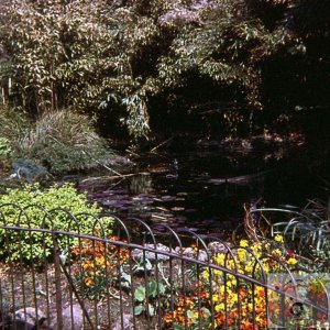 The lower goldfish pond in Morrab Gdns, 1977