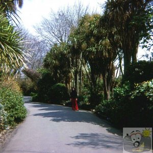 Near the lower entrance to Morrab Gardens, 1977