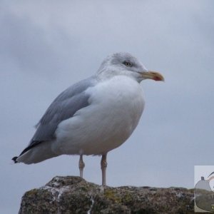 Herring gull